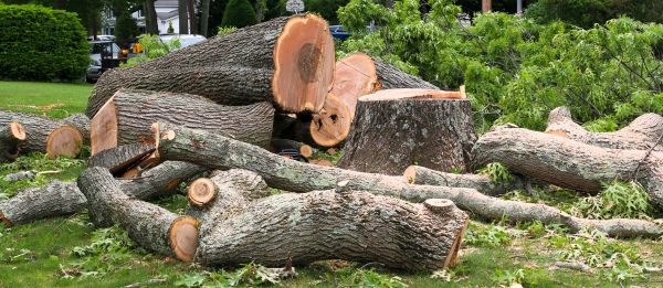 Large Tree Removal in Novato