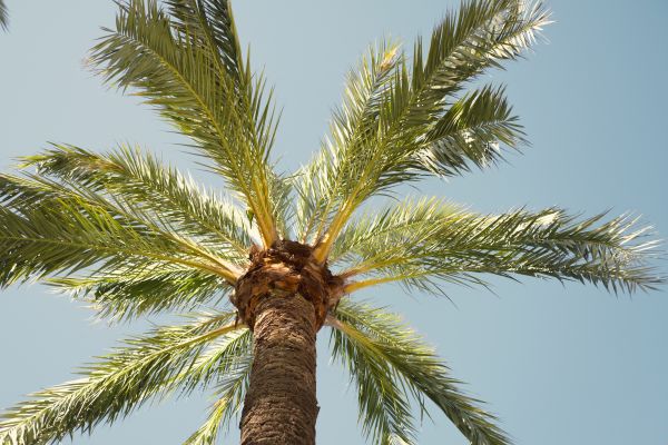 Palm Tree Removal in Novato