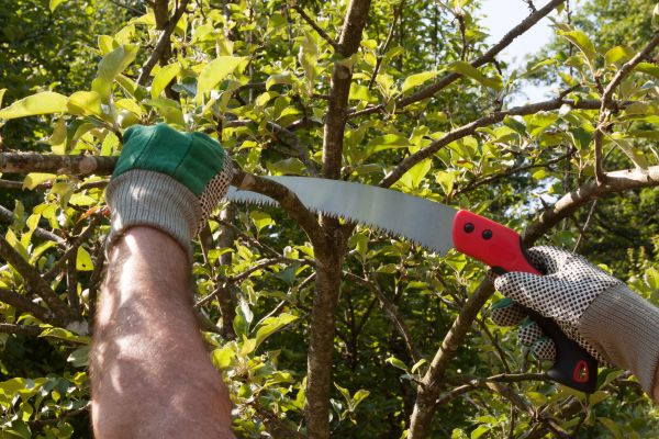 Small Tree Removal in Novato
