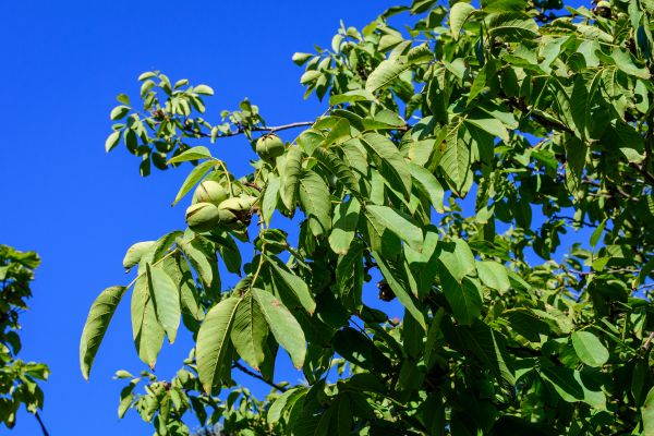 Walnut Tree Removal in Novato