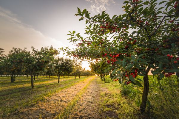 Cost of Cherry Tree Removal in Novato