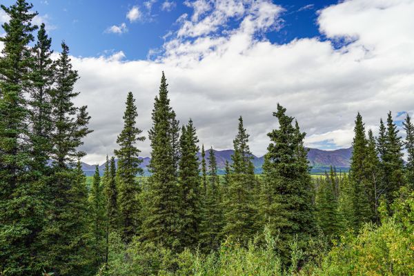 Cost of Spruce Tree Removal in Novato