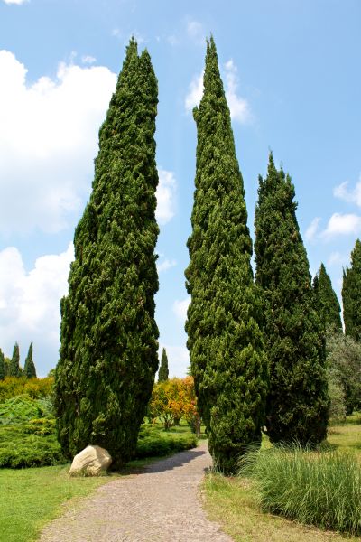 Cypress Tree Removal in Novato