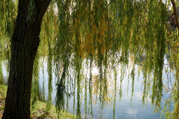 Willow Tree Removal in Novato
