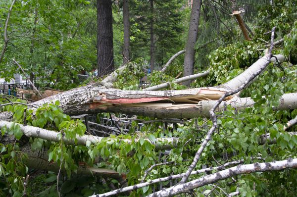 Cost of Birch Tree Removal in Novato