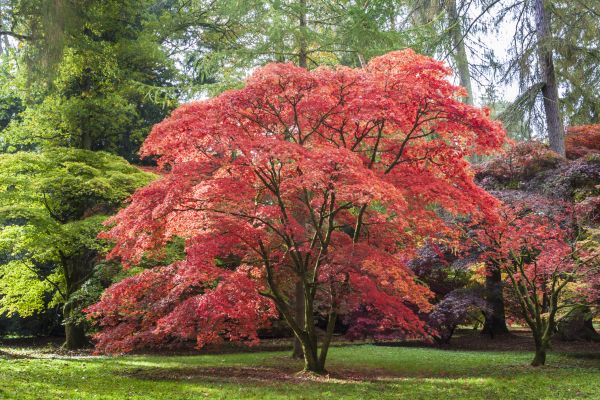 Maple Tree Removal in Novato
