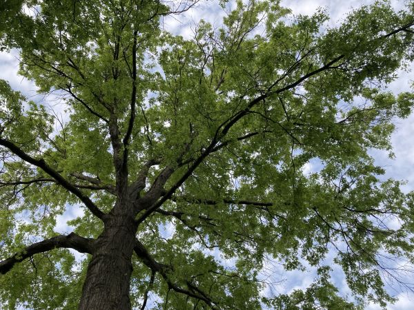 Oak Tree Removal in Novato