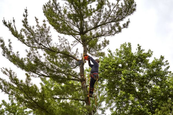 Pine Tree Removal in Novato
