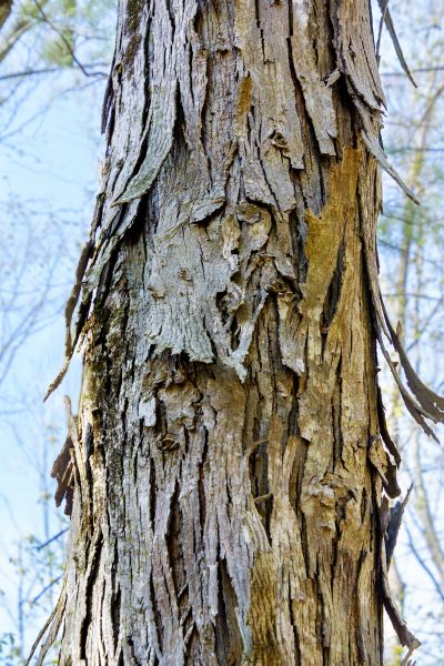 Cost of Hickory Tree Removal in Novato