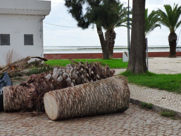 Palm Trees Removal in Novato