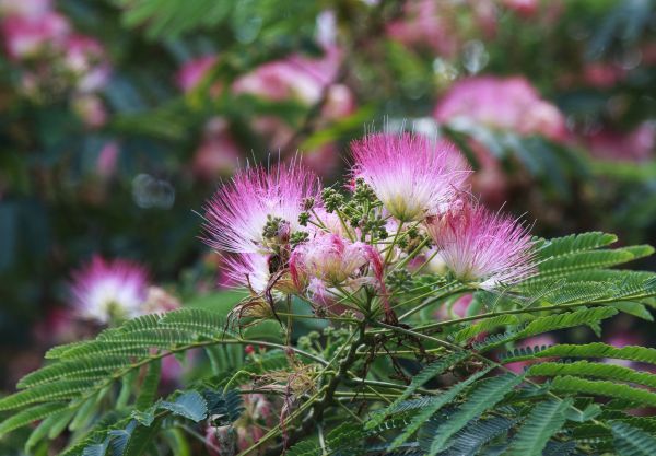 Cost of Mimosa Tree Removal in Novato