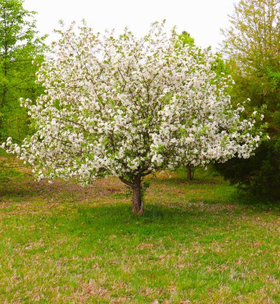 Cost of Dogwood Tree Removal in Novato