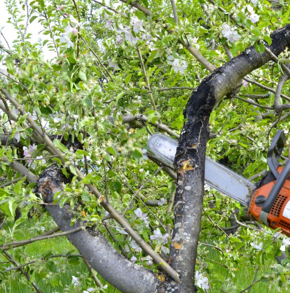 Cost of Apple Tree Removal in Novato
