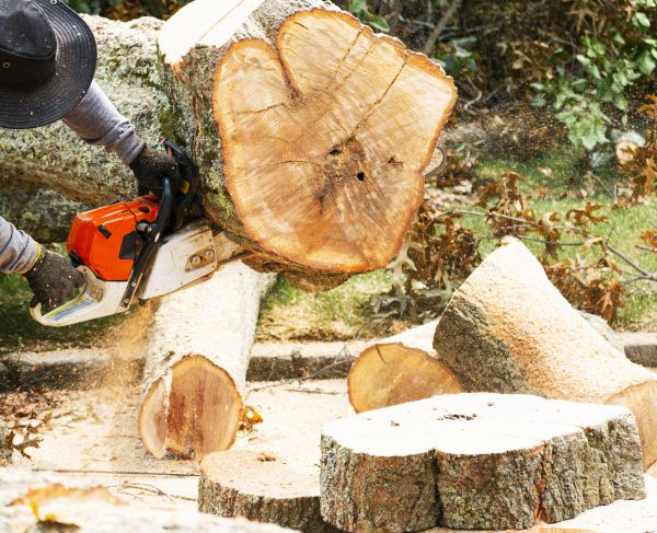 Tree Removal Service in Novato