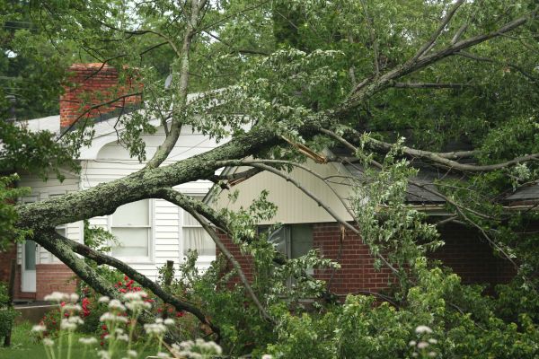Emergency Tree Removal in Novato