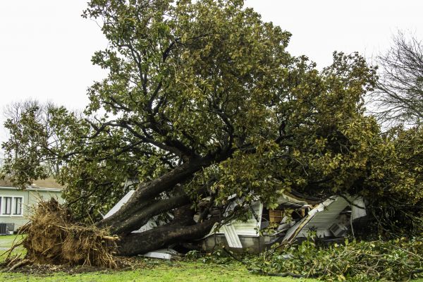 Fallen Tree Removal in Novato