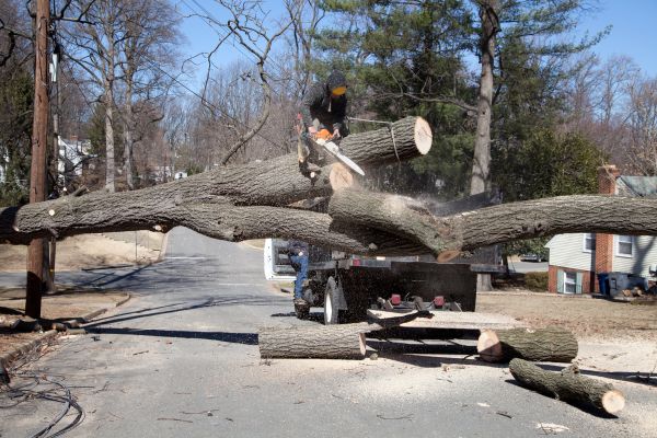 Residential Tree Removal in Novato