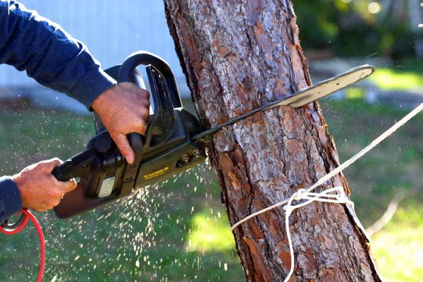 Dead Tree Removal in Novato