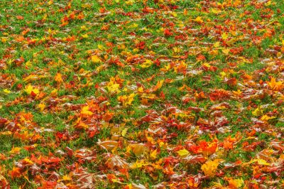Fall leaf removal