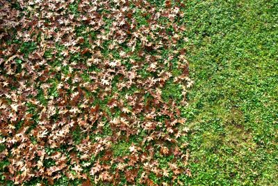 Yard preparation