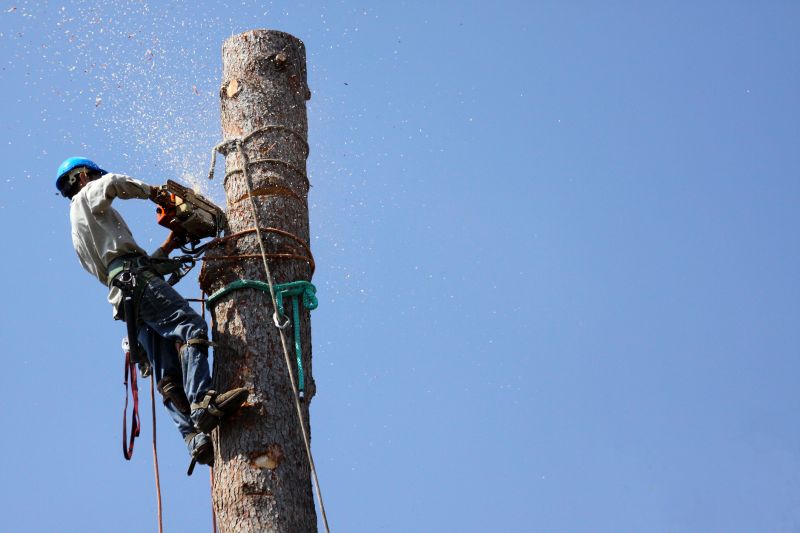 Tree Removal Equipment in Action