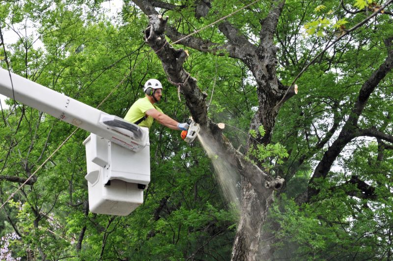 Equipment Used for Tree Removal