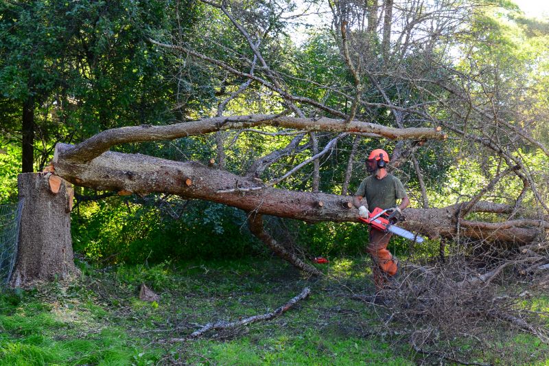 Tree Cutting in Progress