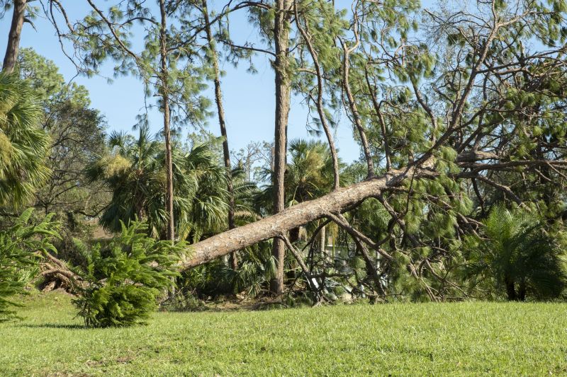Completed Tree Removal Site