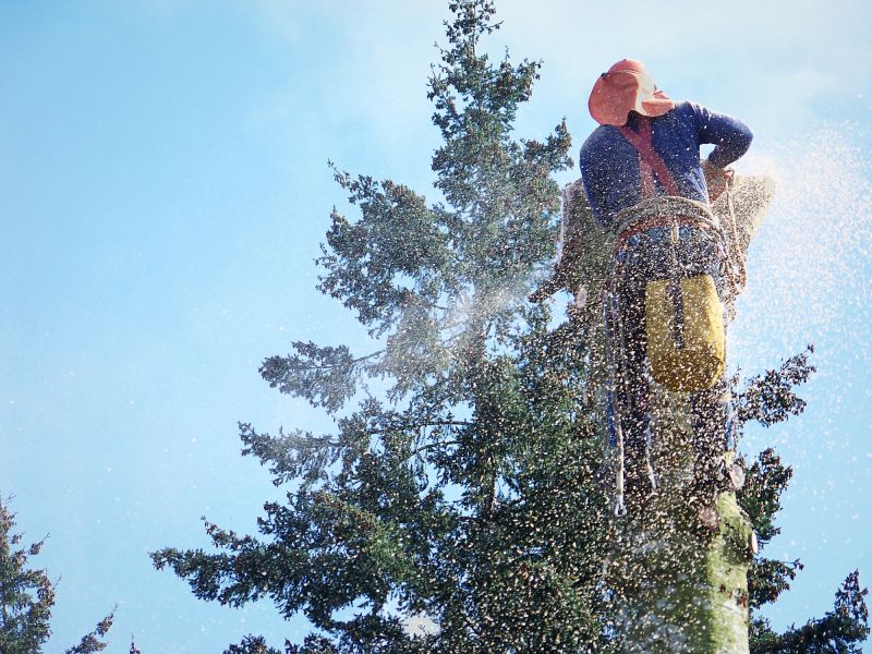 Tree Removal Service detail