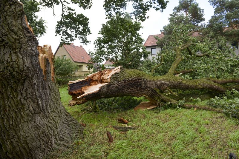 Felled Tree