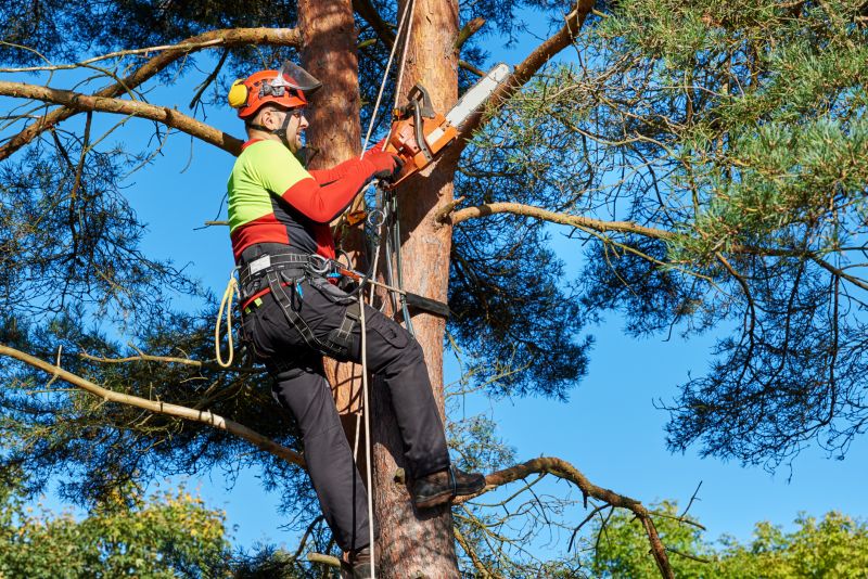 Arborist Climbing a Tree