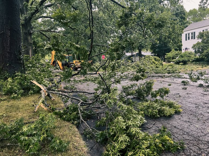 Tree Removals