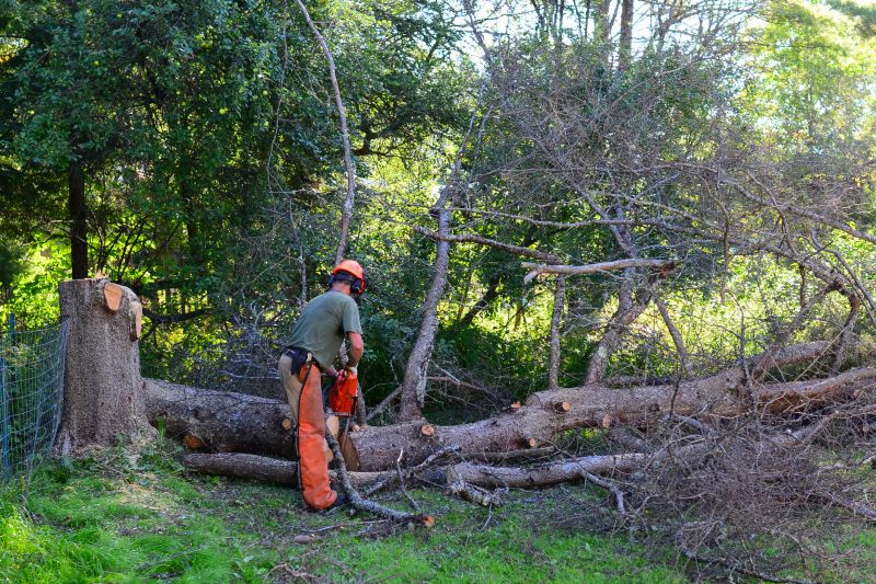 Tree Removals