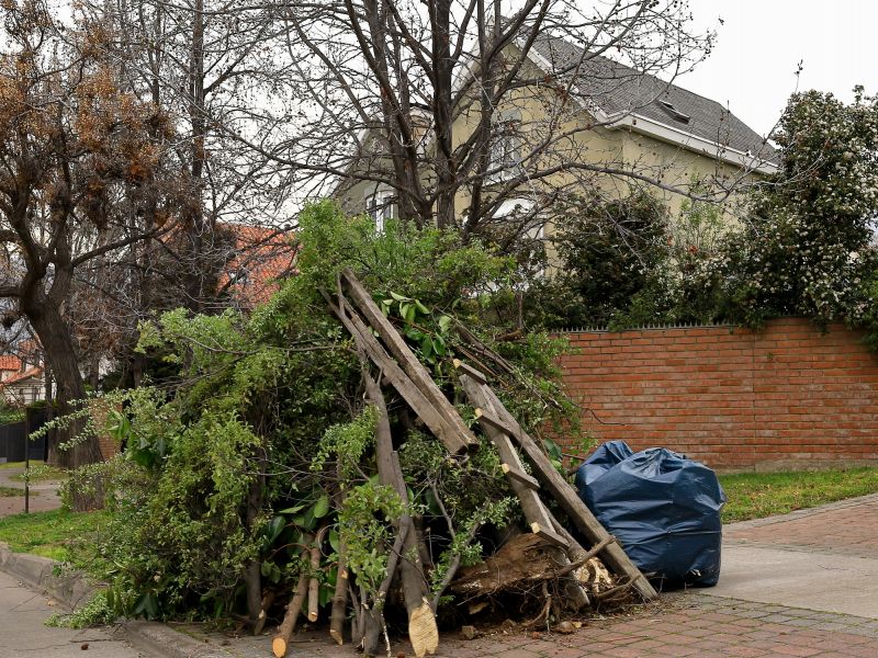Tree Removals