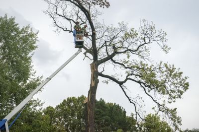 Tree Removals
