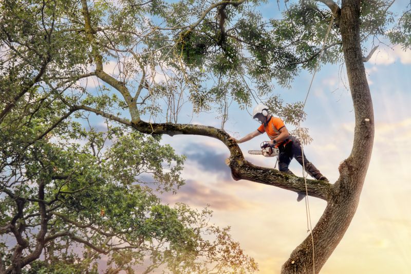 Experienced Tree Care Technicians