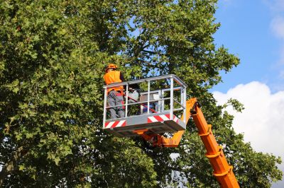 Tree Removal Planning