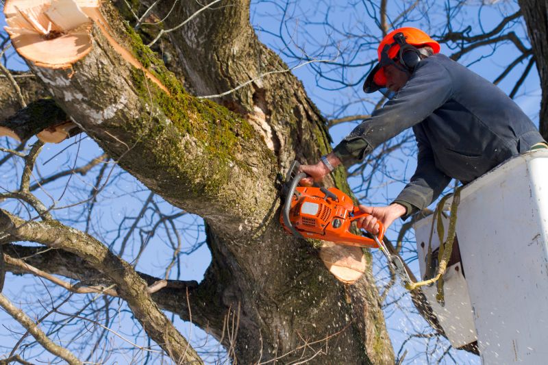 Licensed Tree Care Companies